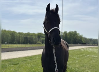 Tennessee walking horse, Gelding, 15 years, 15.1 hh, Black