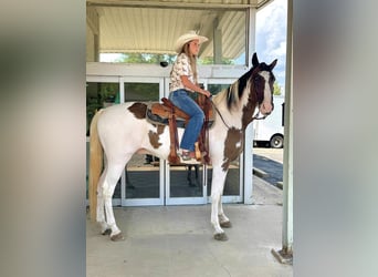 Tennessee walking horse, Gelding, 15 years, 15.2 hh Tennessee walking horse, Gelding, 15 years, 15.2 hh