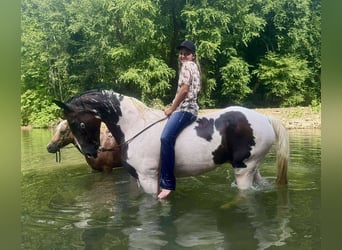 Tennessee walking horse, Gelding, 15 years, 15.2 hh Tennessee walking horse, Gelding, 15 years, 15.2 hh