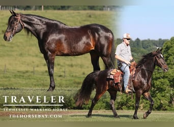 Tennessee walking horse, Gelding, 15 years, 15 hh, Bay