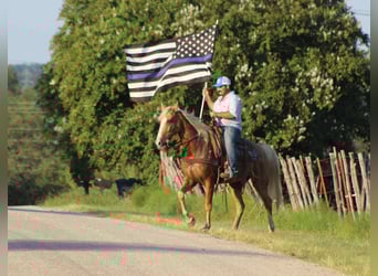 Tennessee walking horse, Gelding, 15 years, 15 hh, Palomino