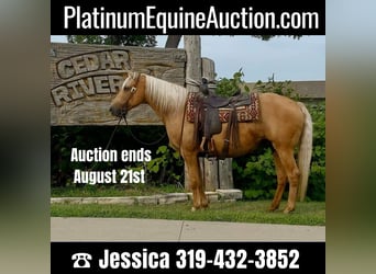 Tennessee walking horse, Gelding, 15 years, 15 hh, Palomino