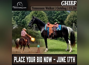 Tennessee walking horse, Gelding, 15 years, 15 hh, Tobiano-all-colors