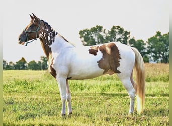 Tennessee walking horse, Gelding, 15 years, 15,2 hh