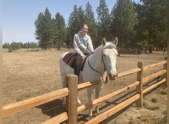 Tennessee Walking Horse, Wallach, 15 Jahre, 16 hh, White