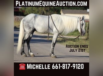 Tennessee walking horse, Gelding, 16 years, 14 hh, Grey