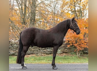 Tennessee walking horse, Gelding, 16 years, 14,3 hh, Black
