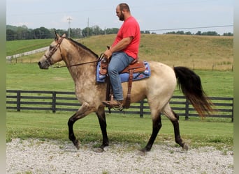 Tennessee walking horse, Gelding, 16 years, 15.2 hh, Buckskin