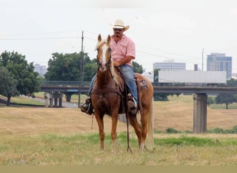 Tennessee walking horse, Gelding, 16 years, 15 hh, Palomino