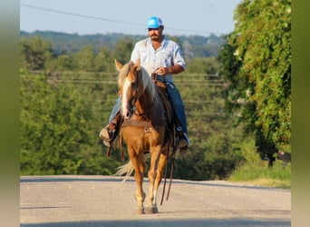 Tennessee walking horse, Gelding, 16 years, 15 hh, Palomino