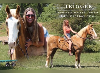 Tennessee walking horse, Gelding, 16 years, 15,2 hh, Palomino