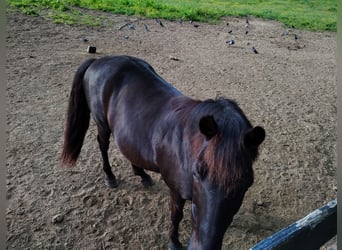 Tennessee walking horse, Gelding, 21 years, 14 hh, Brown