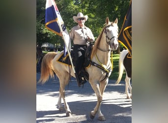 Tennessee walking horse, Gelding, 22 years, 16 hh, Champagne