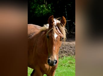 Tennessee walking horse, Gelding, 2 years, 14,3 hh, Chestnut-Red