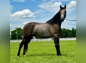 Tennessee walking horse, Gelding, 2 years, 14 hh, Grey