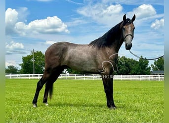 Tennessee walking horse, Gelding, 2 years, 14 hh, Grey