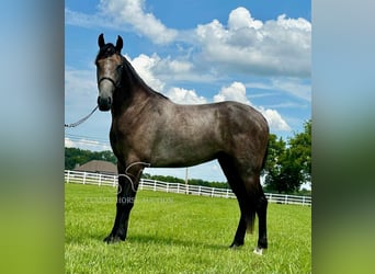 Tennessee walking horse, Gelding, 2 years, 14 hh, Grey