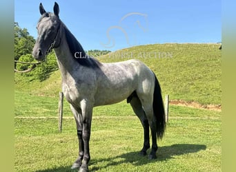 Tennessee walking horse, Gelding, 2 years, 14 hh, Roan-Blue