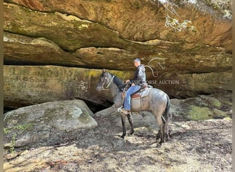 Tennessee walking horse, Gelding, 2 years, 14 hh, Roan-Blue