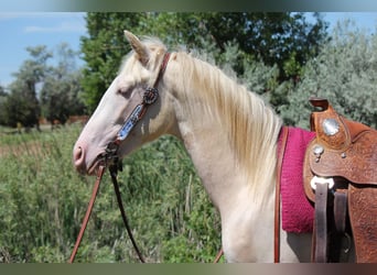 Tennessee walking horse, Gelding, 2 years, 14,2 hh, Cremello