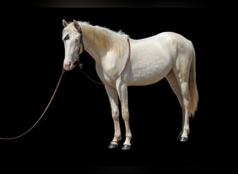 Tennessee walking horse, Gelding, 2 years, 14,2 hh, Cremello
