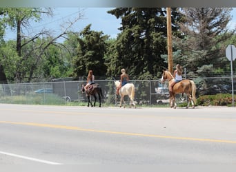 Tennessee walking horse, Gelding, 2 years, 14,2 hh, Cremello