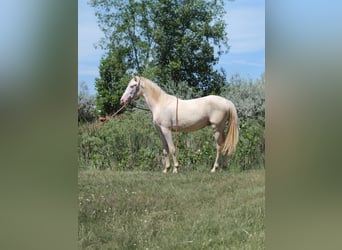 Tennessee walking horse, Gelding, 2 years, 14,2 hh, Cremello