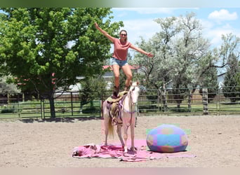 Tennessee walking horse, Gelding, 2 years, 14,2 hh, Cremello