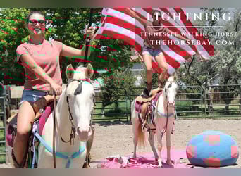 Tennessee walking horse, Gelding, 2 years, 14,2 hh, Cremello