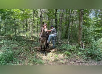 Tennessee walking horse, Gelding, 2 years, 15 hh, Bay