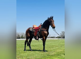 Tennessee Walking Horse, Wallach, 2 Jahre, 15 hh, Rotbrauner