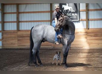 Tennessee Walking Horse, Wallach, 2 Jahre, 15 hh, Roan-Blue