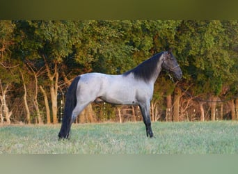 Tennessee Walking Horse, Wallach, 2 Jahre, 15 hh, Roan-Blue