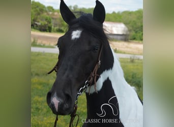 Tennessee walking horse, Gelding, 2 years, 15 hh, Tobiano-all-colors