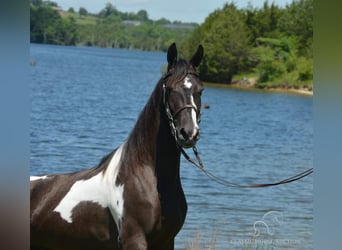 Tennessee walking horse, Gelding, 2 years, 15 hh, Tobiano-all-colors