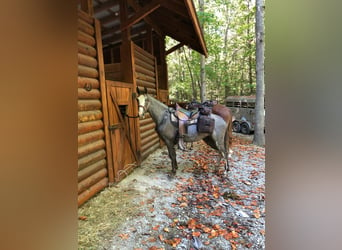 Tennessee Walking Horse, Wallach, 3 Jahre, 14 hh, Rappe