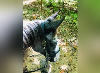 Tennessee Walking Horse, Wallach, 3 Jahre, 14 hh, Rappe