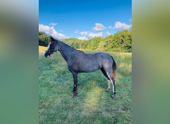 Tennessee Walking Horse, Wallach, 3 Jahre, 14 hh, Rappe