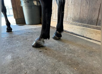 Tennessee walking horse, Gelding, 3 years, 14 hh, Gray