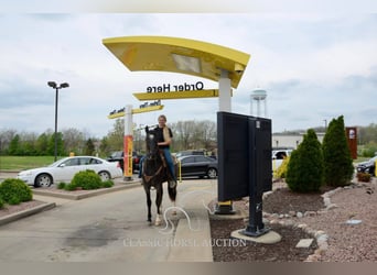 Tennessee walking horse, Gelding, 3 years, 14 hh, Roan-Blue