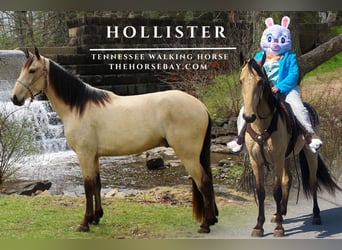 Tennessee walking horse, Gelding, 3 years, 15.2 hh, Buckskin