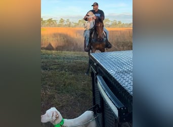 Tennessee walking horse, Gelding, 3 years, 15 hh, Bay