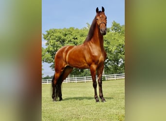 Tennessee walking horse, Gelding, 3 years, 15 hh, Bay