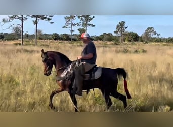 Tennessee walking horse, Gelding, 3 years, 15 hh, Bay