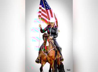 Tennessee walking horse, Gelding, 3 years, 15 hh, Bay
