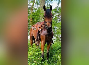 Tennessee Walking Horse, Wallach, 3 Jahre, 15 hh, Rotbrauner