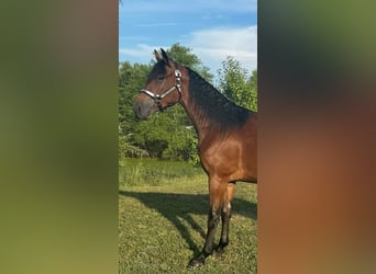 Tennessee Walking Horse, Wallach, 3 Jahre, 15 hh, Rotbrauner