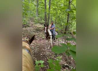 Tennessee walking horse, Gelding, 3 years, 15 hh, Bay
