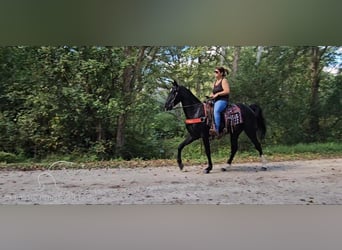 Tennessee Walking Horse, Wallach, 3 Jahre, 15 hh, Rappe