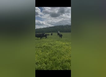 Tennessee walking horse, Gelding, 3 years, 15 hh, Black